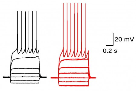 Electrophysiological traces comparing two distinct neuronal subpopulations in a concrete brain region